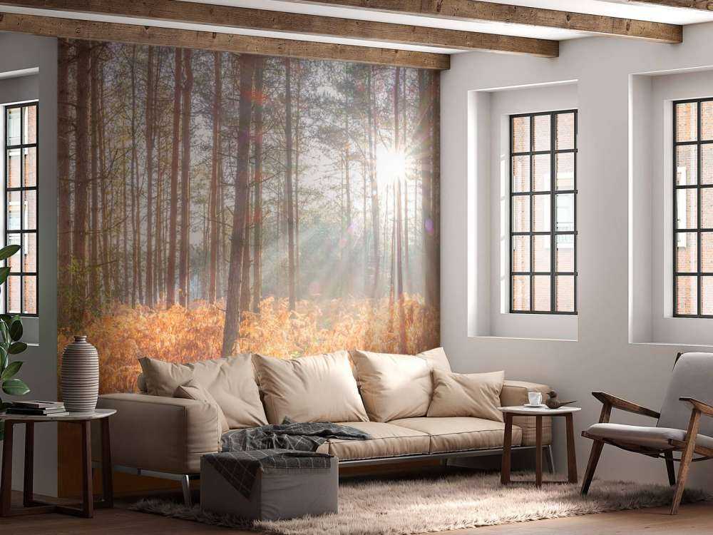 Sun rays through the forest