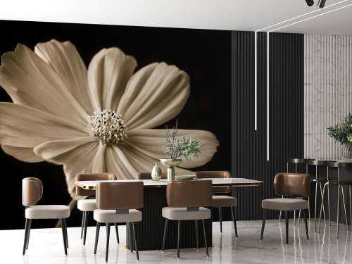 Cosmos flower