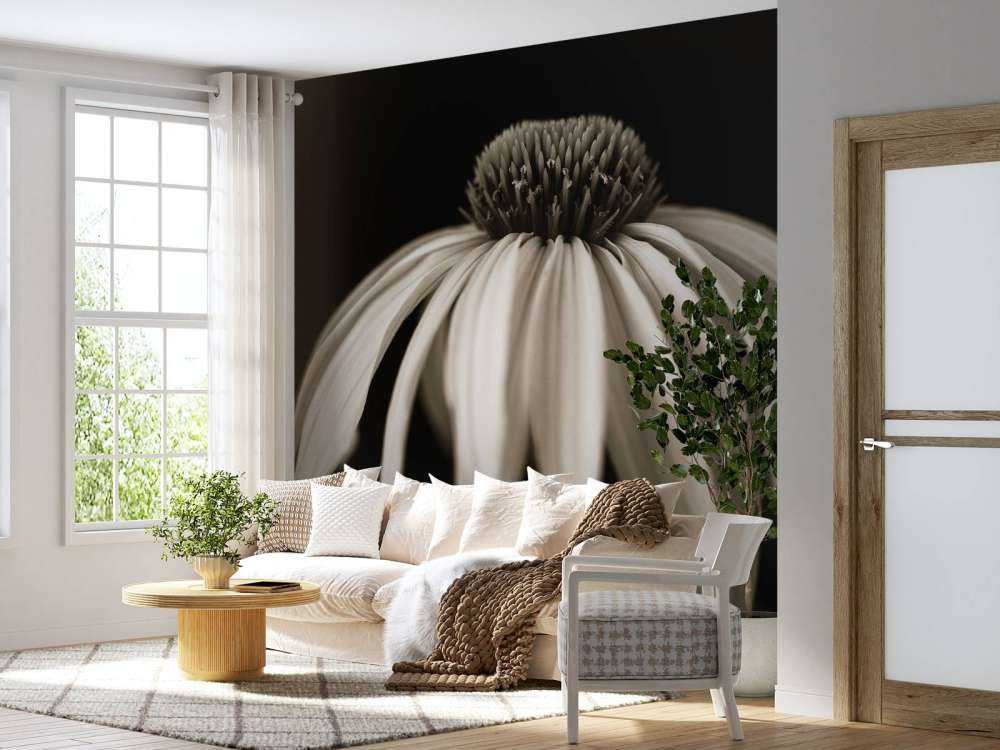 Cone flower close-up