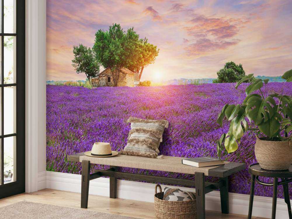 Lavender field during sunrise