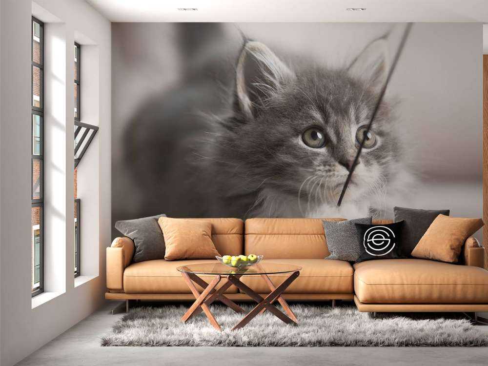 Playing cat