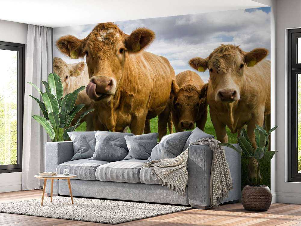 Brown cows