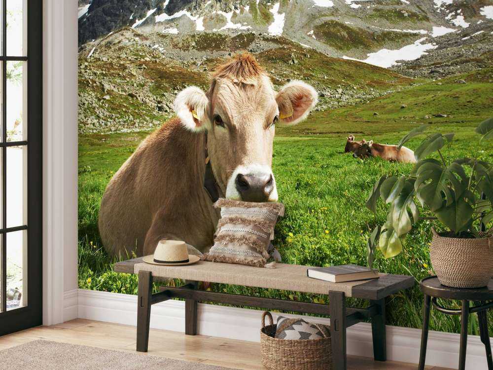 Austrian cow