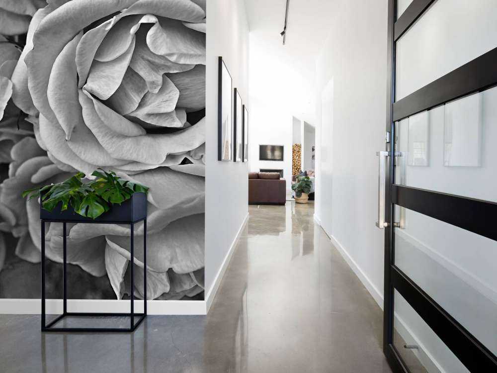 Roses black and white