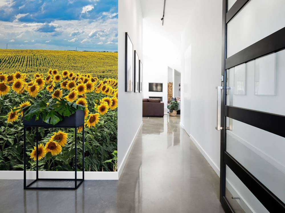 Meadow full of sunflowers