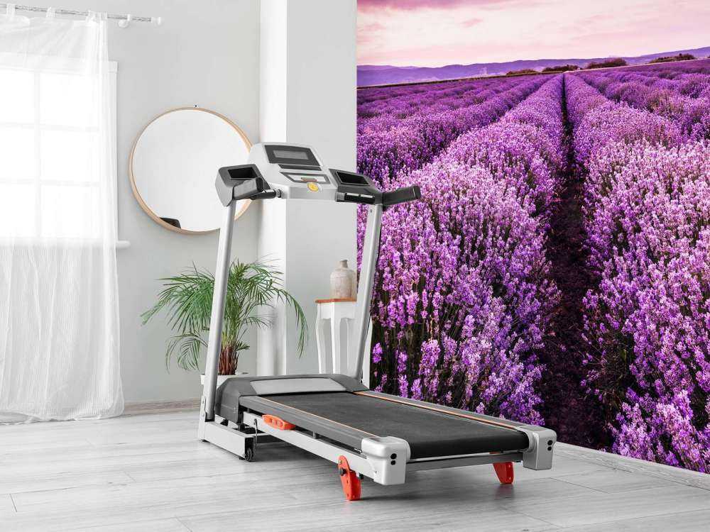 Lavender bushes
