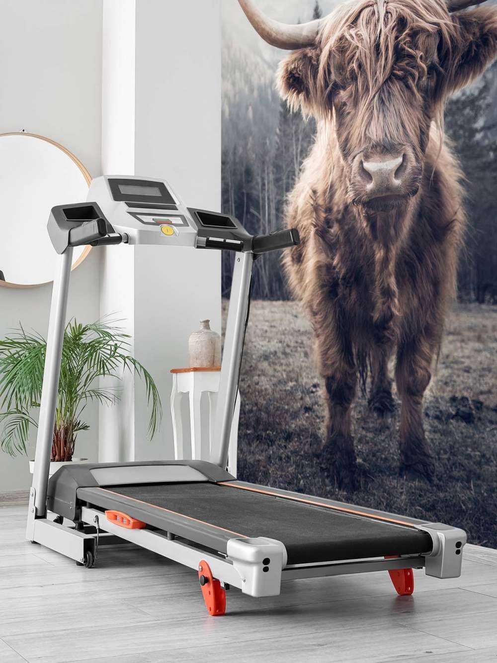 Scottish Highlander by the forest