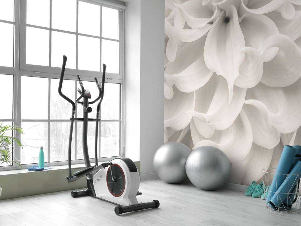 Close-up of Dahlia flower