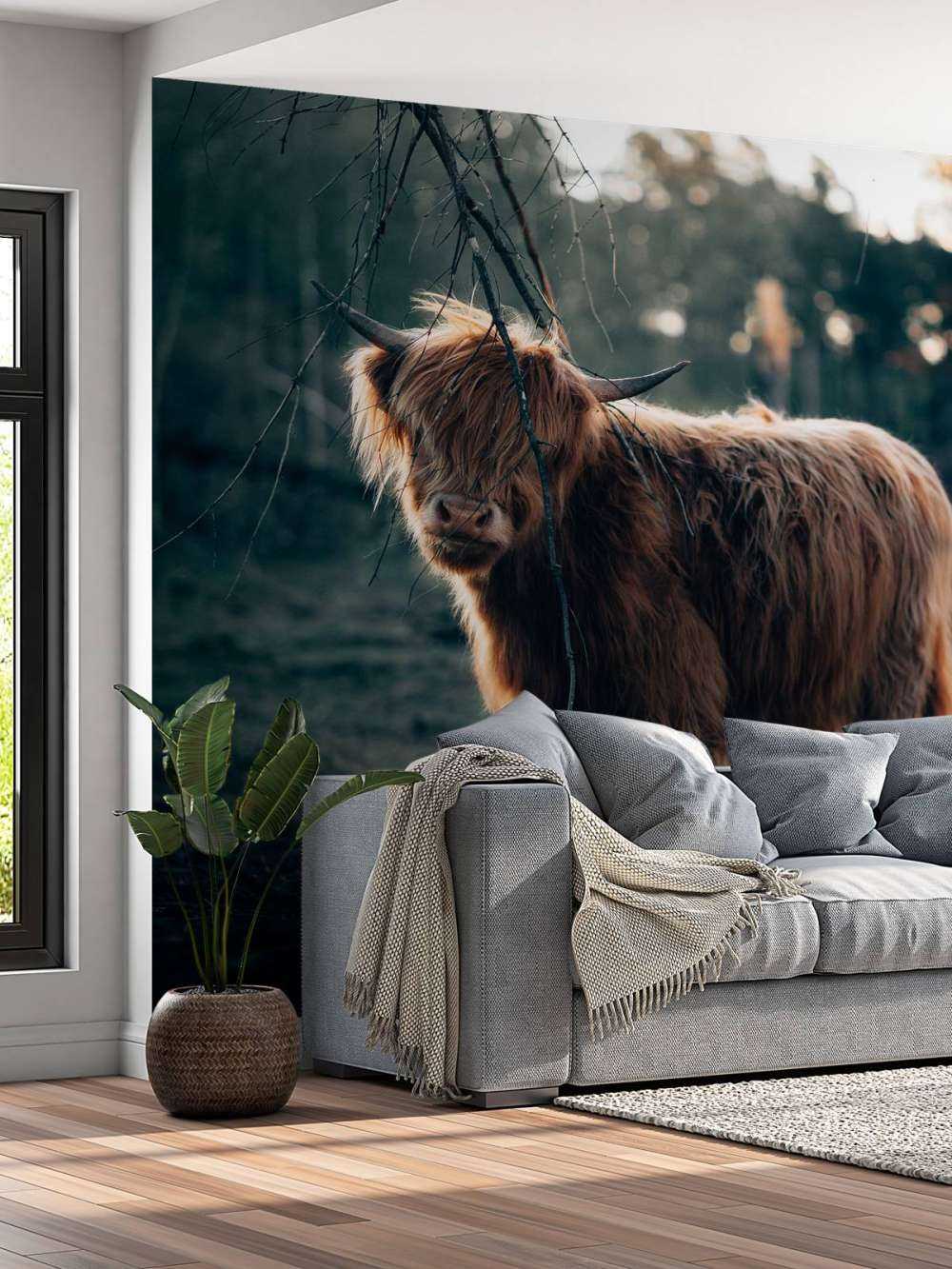 Scottish Highlander on the edge of the woods