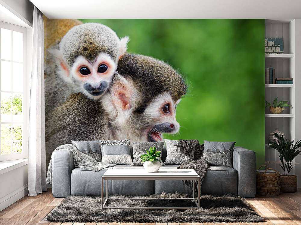 Squirrel monkeys