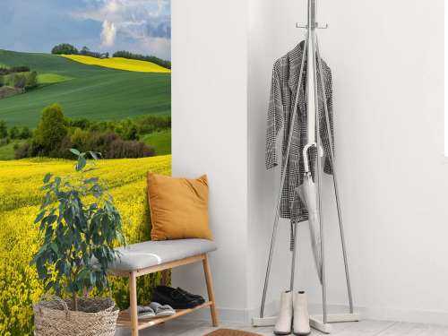 Rapeseed field
