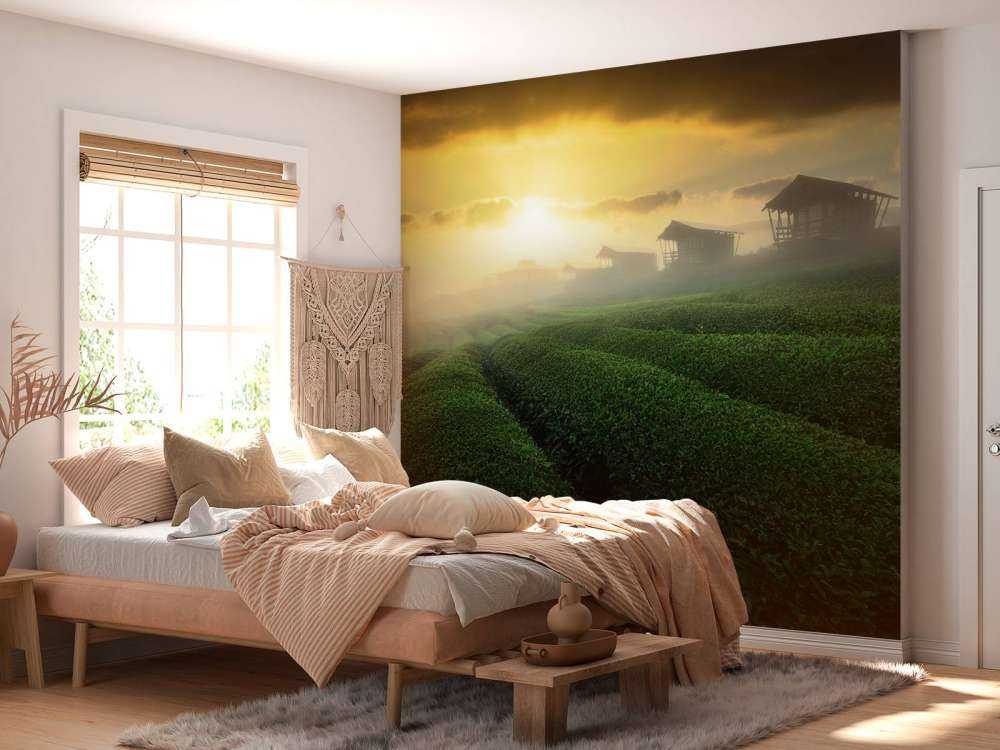 misty sunrise in tea garden