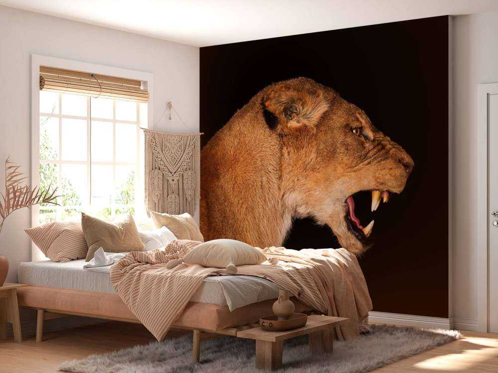 Lioness side view