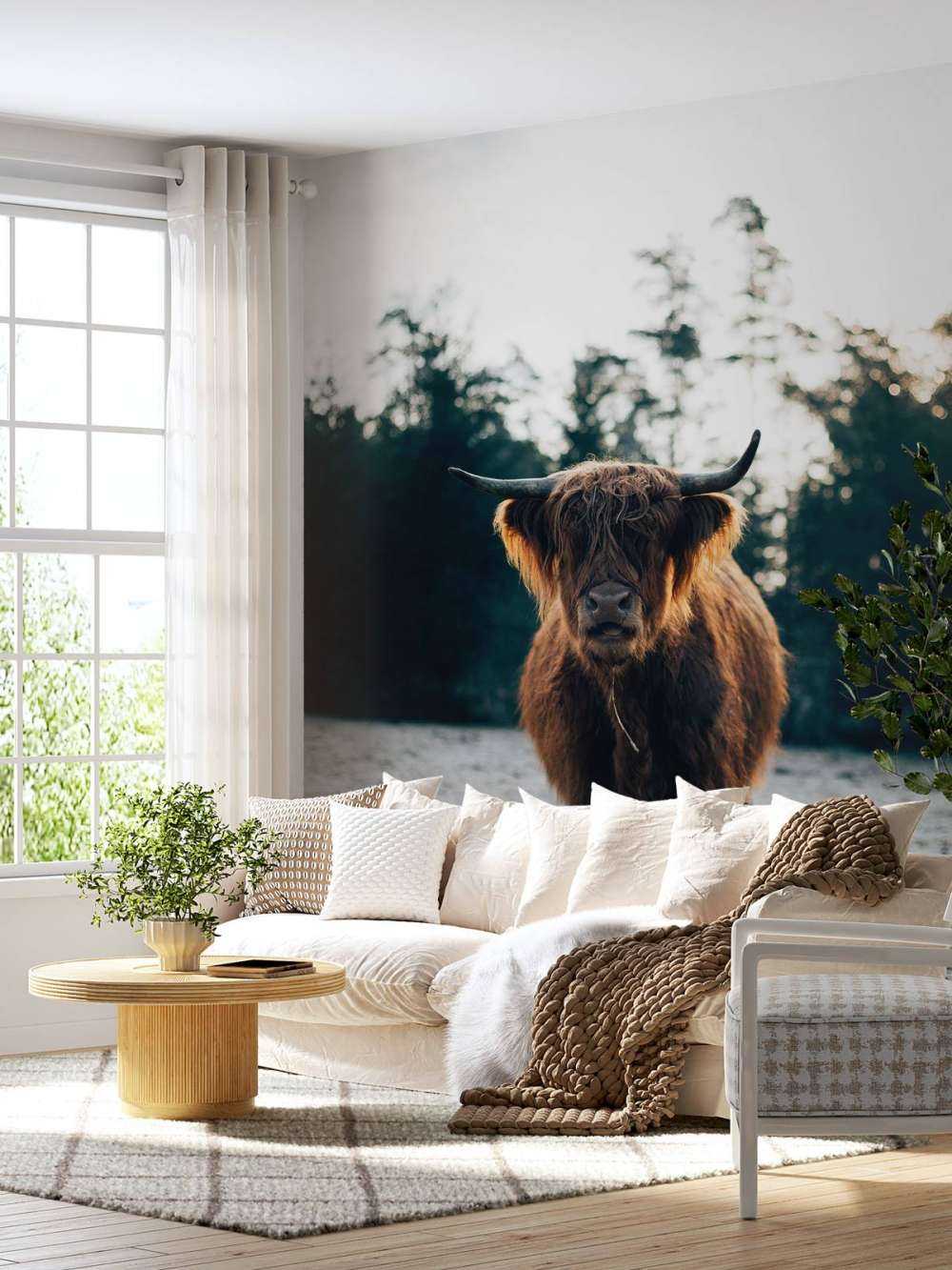 Scottish Highlander in the morning sun