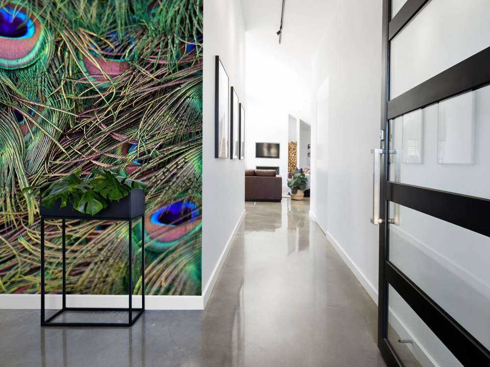 Close-up of peacock feathers