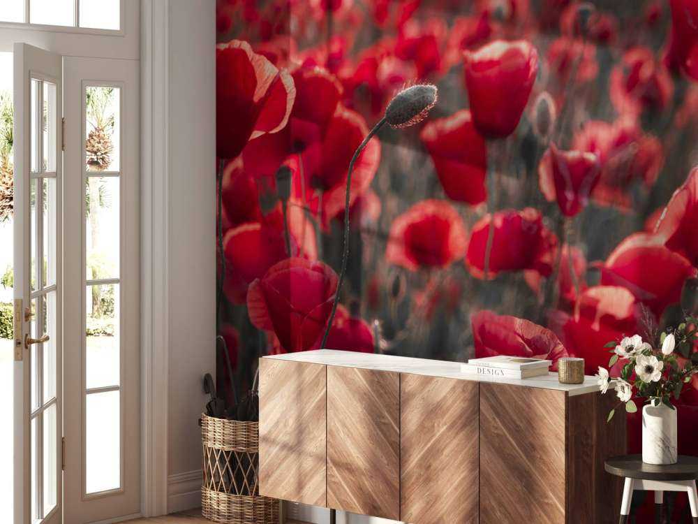 Poppies in dark style