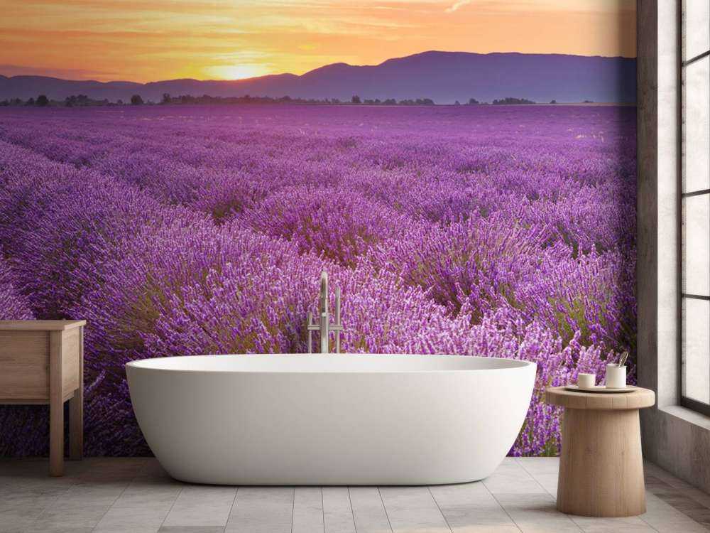 Field full of lavender