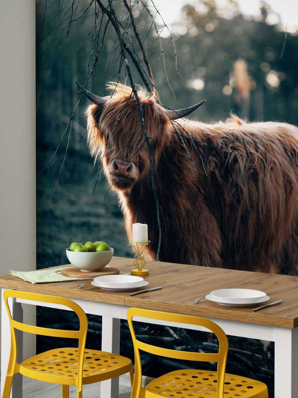 Scottish Highlander on the edge of the woods