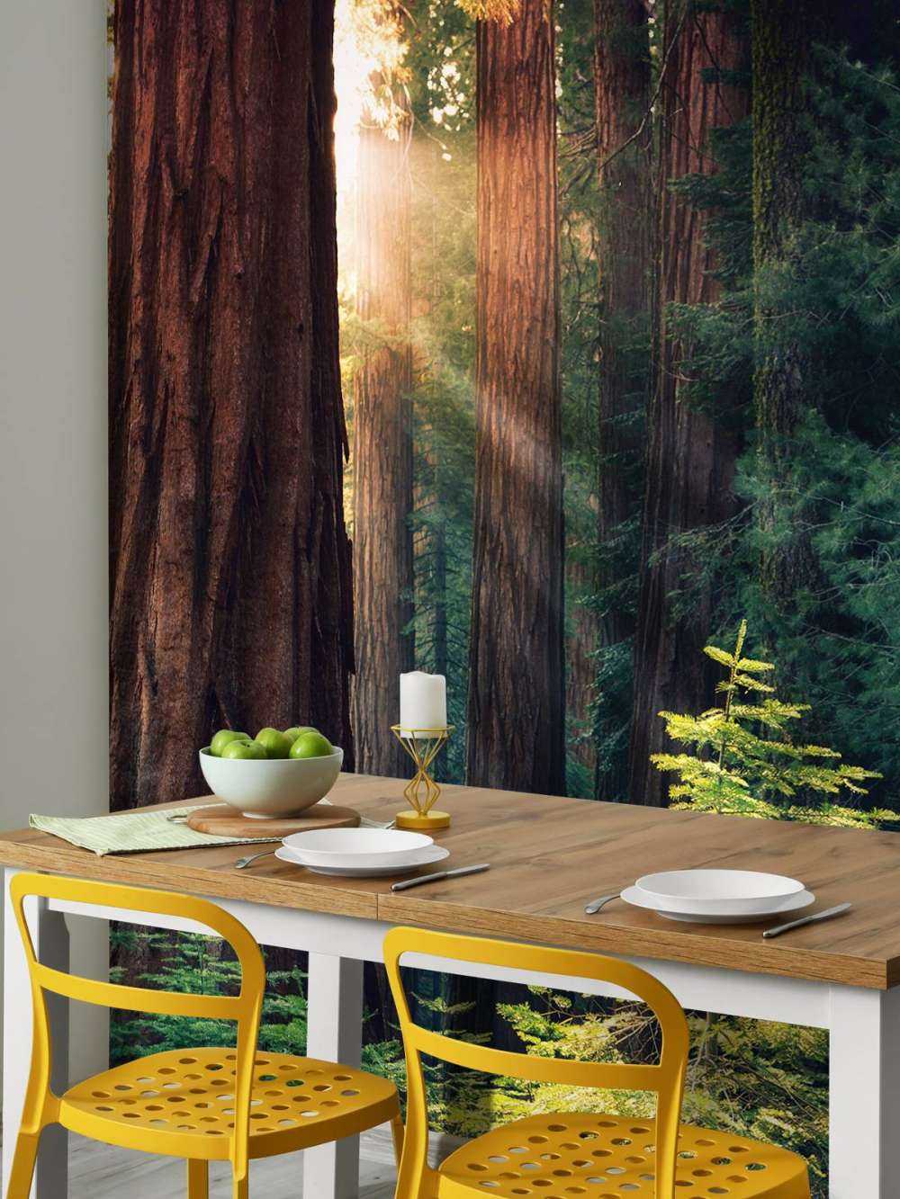 Sunlight between the mahogany trees