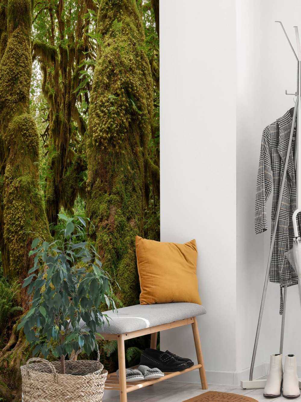 Trees in a rainforest