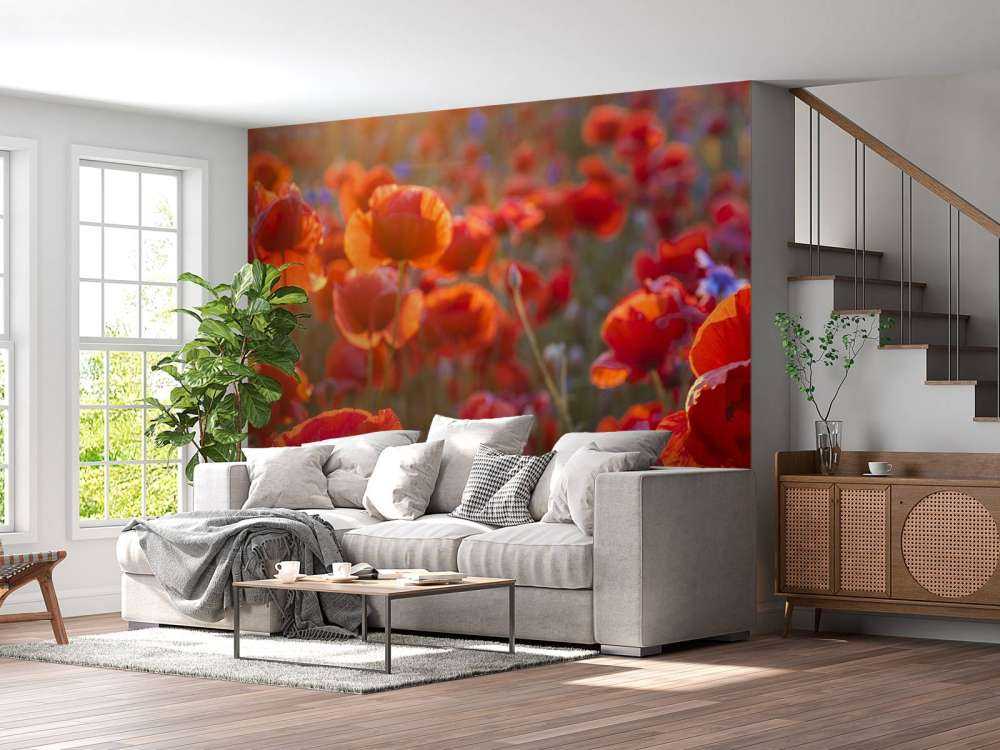 Poppies and cornflowers