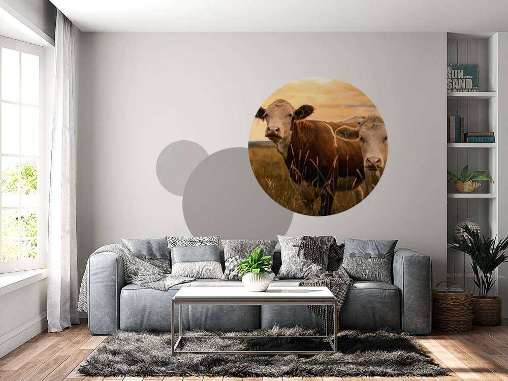 Cows in the evening sun