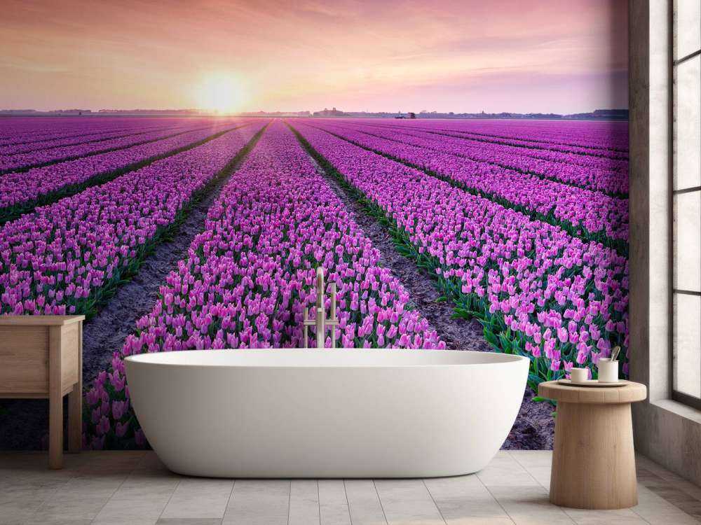 Tulip field at sunrise