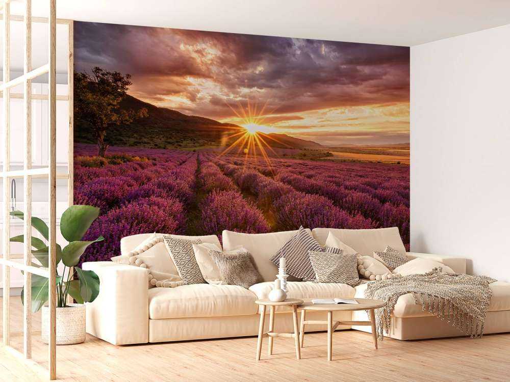 Lavender under the sun