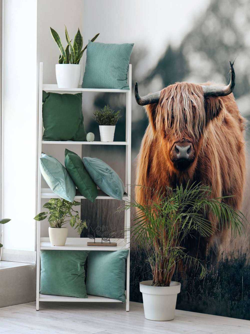 Portrait of highland cattle