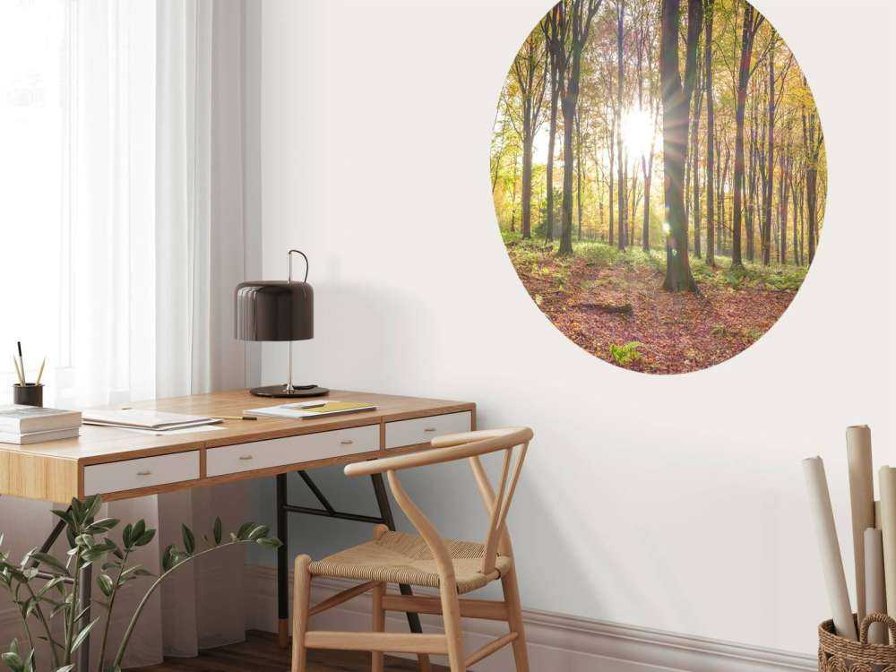 Sunlight through autumn forest