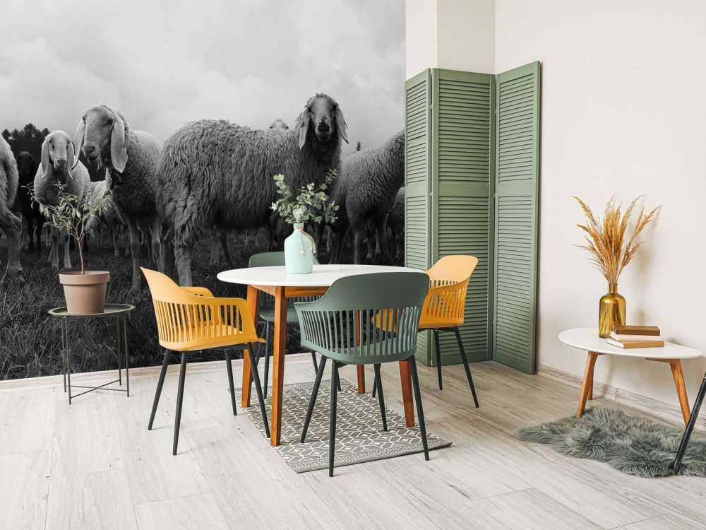 Flock of sheep in black and white