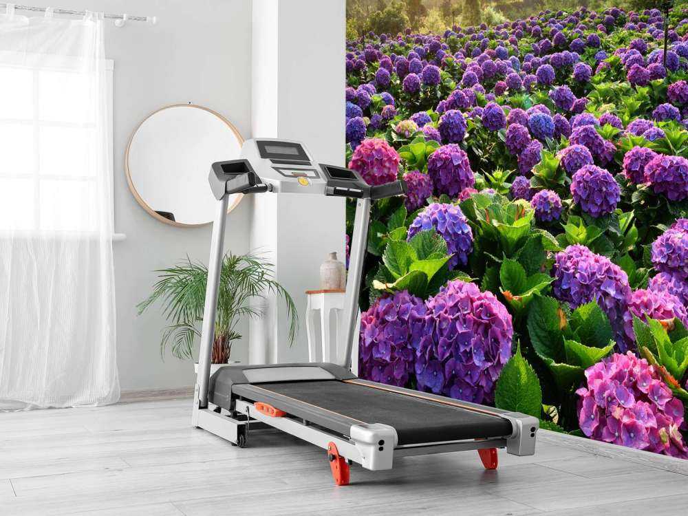 Hydrangeas in a field