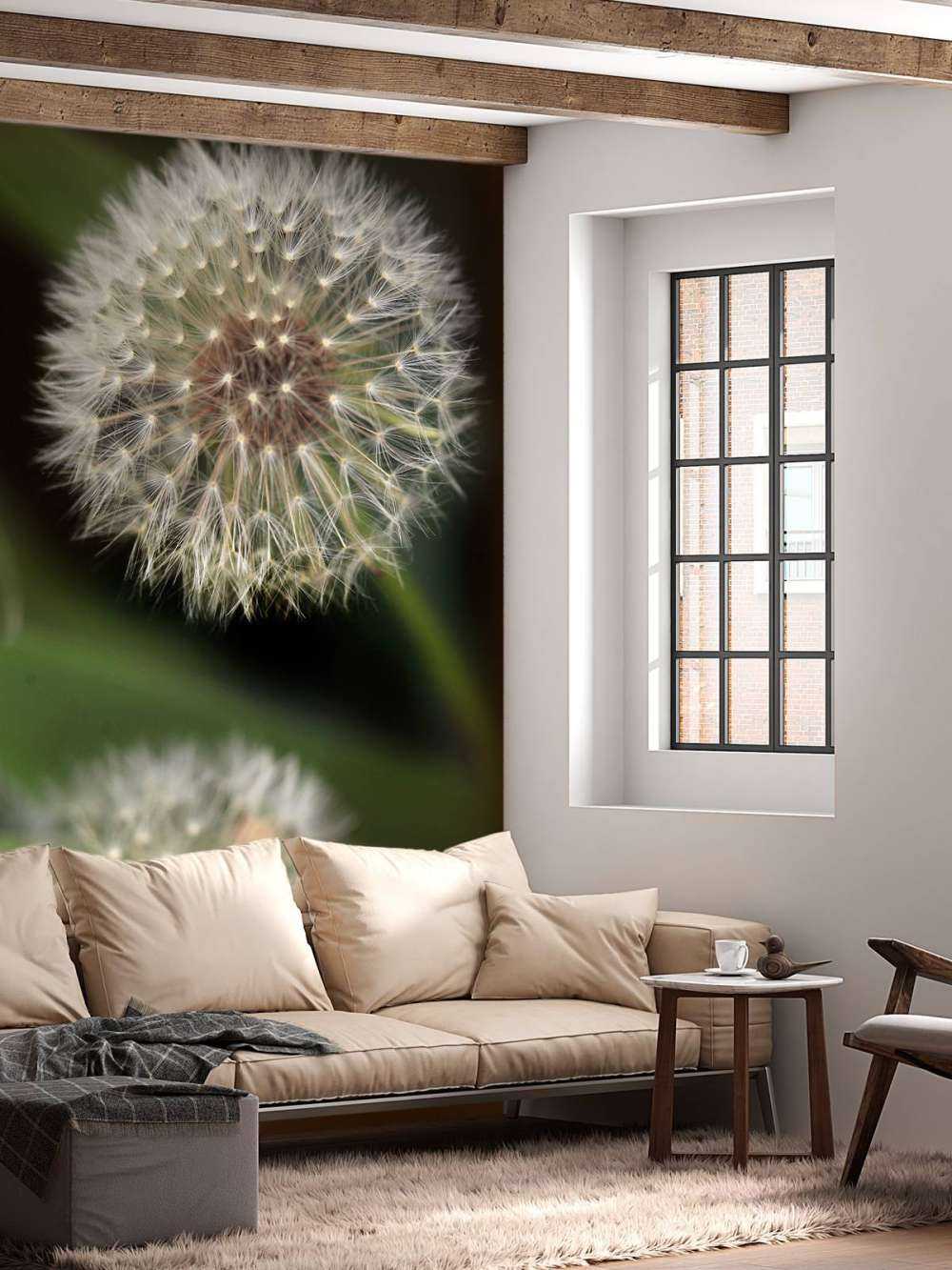 Close-up dandelions