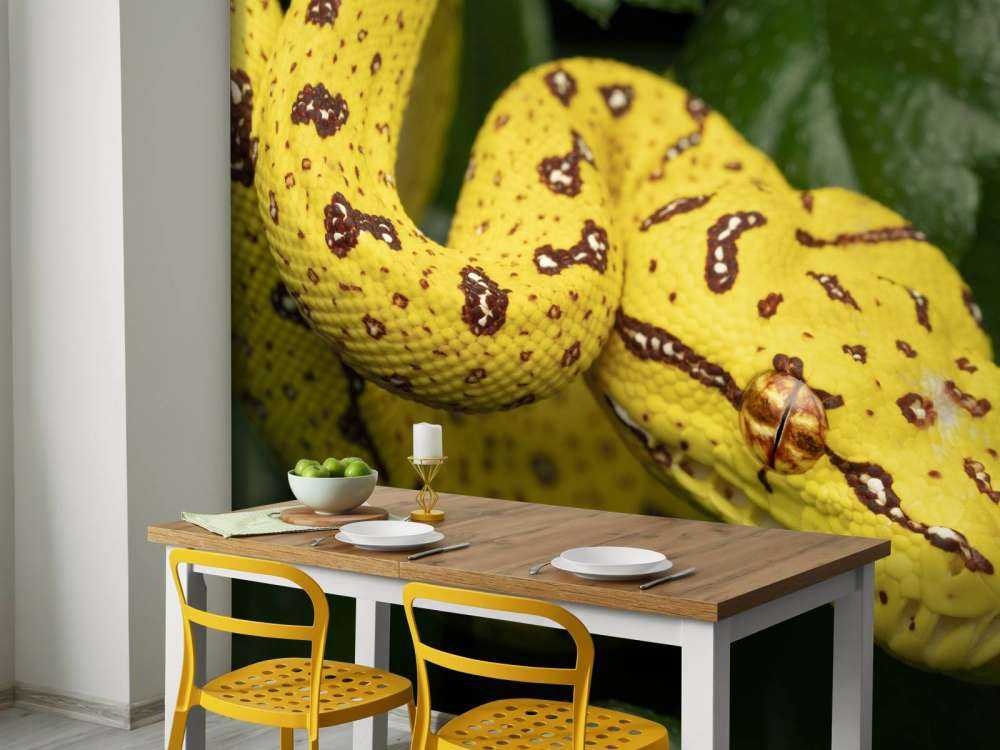 Close-up tree python