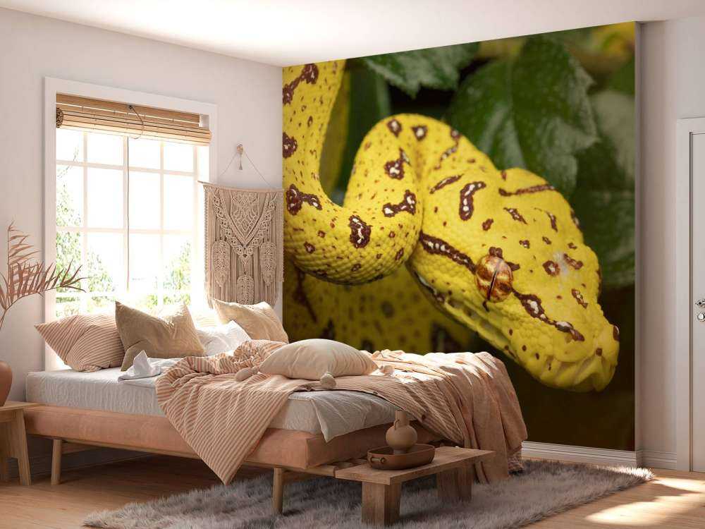 Close-up tree python