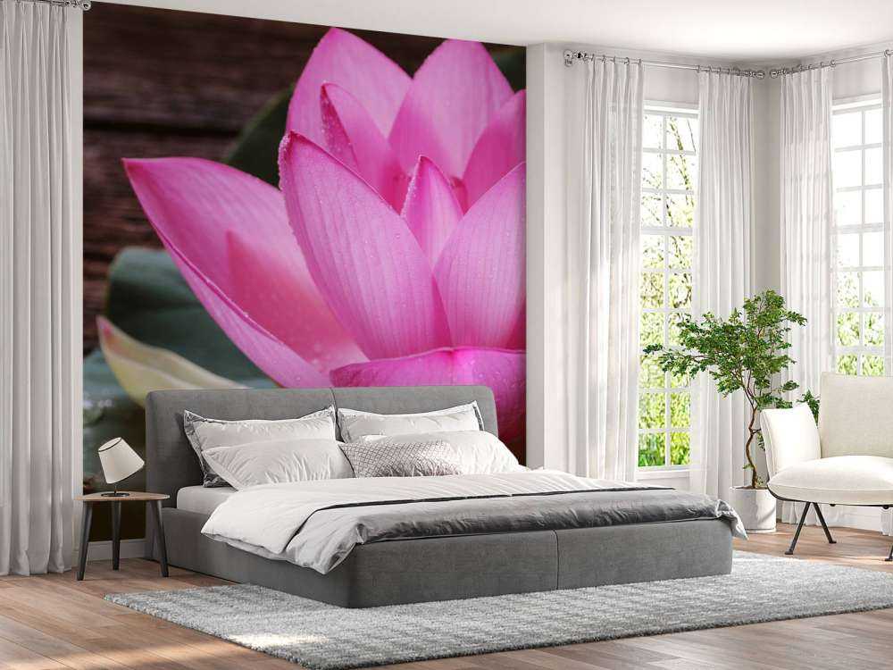 Close-up pink lotus