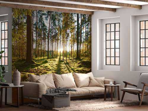 Pine forest