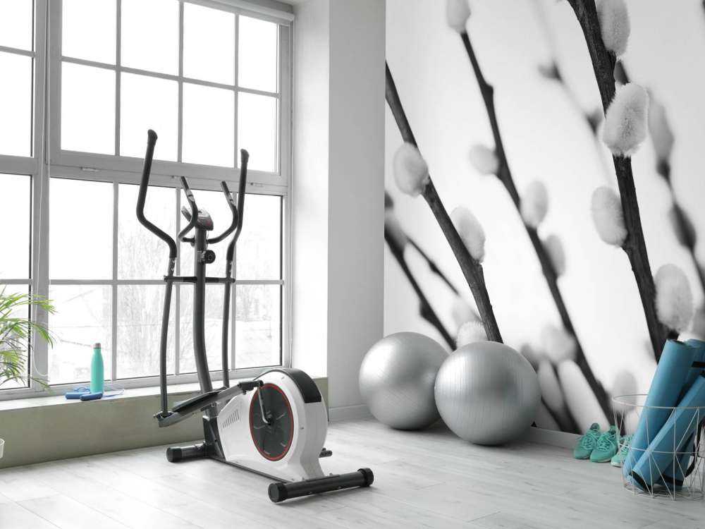 Black and white willow