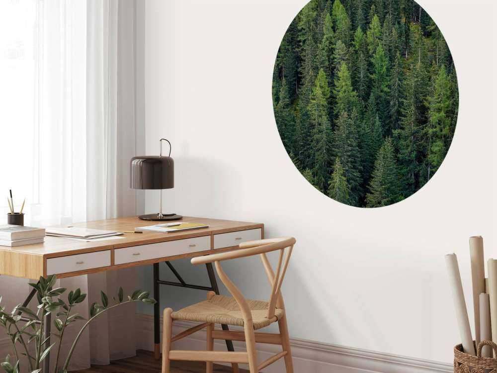 Green spruce forest