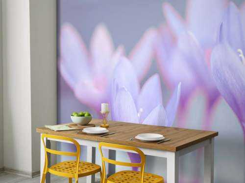 Crocus