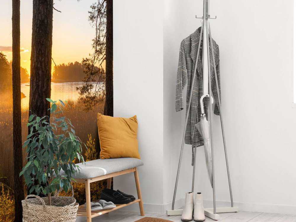 Forest during sunset