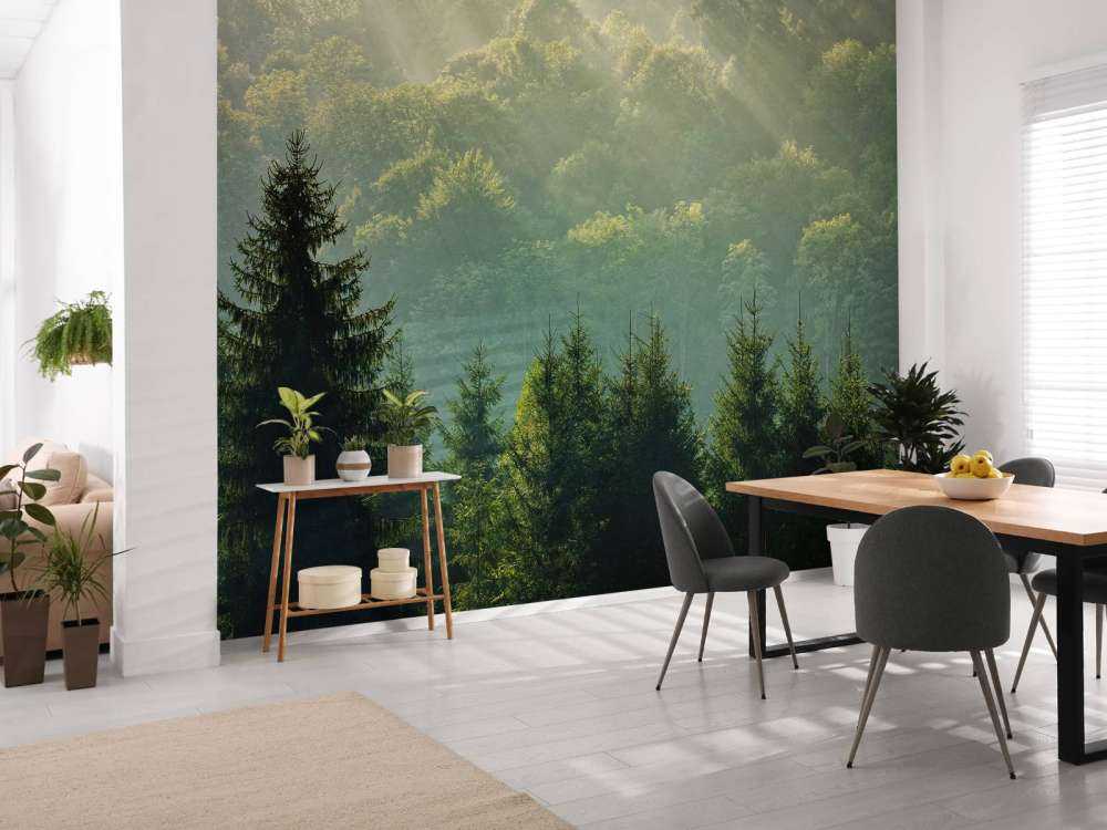 Sunbeams over the forest