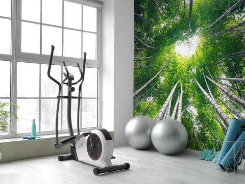 Forest with bamboo