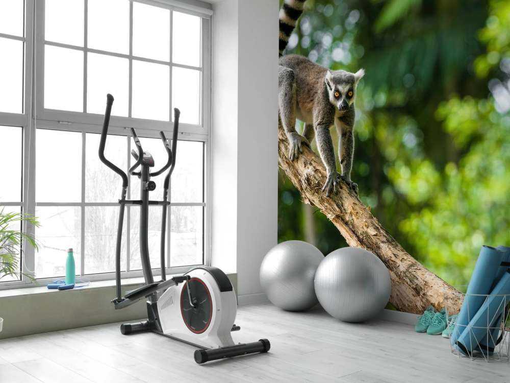 Ring-tailed monkey in a tree