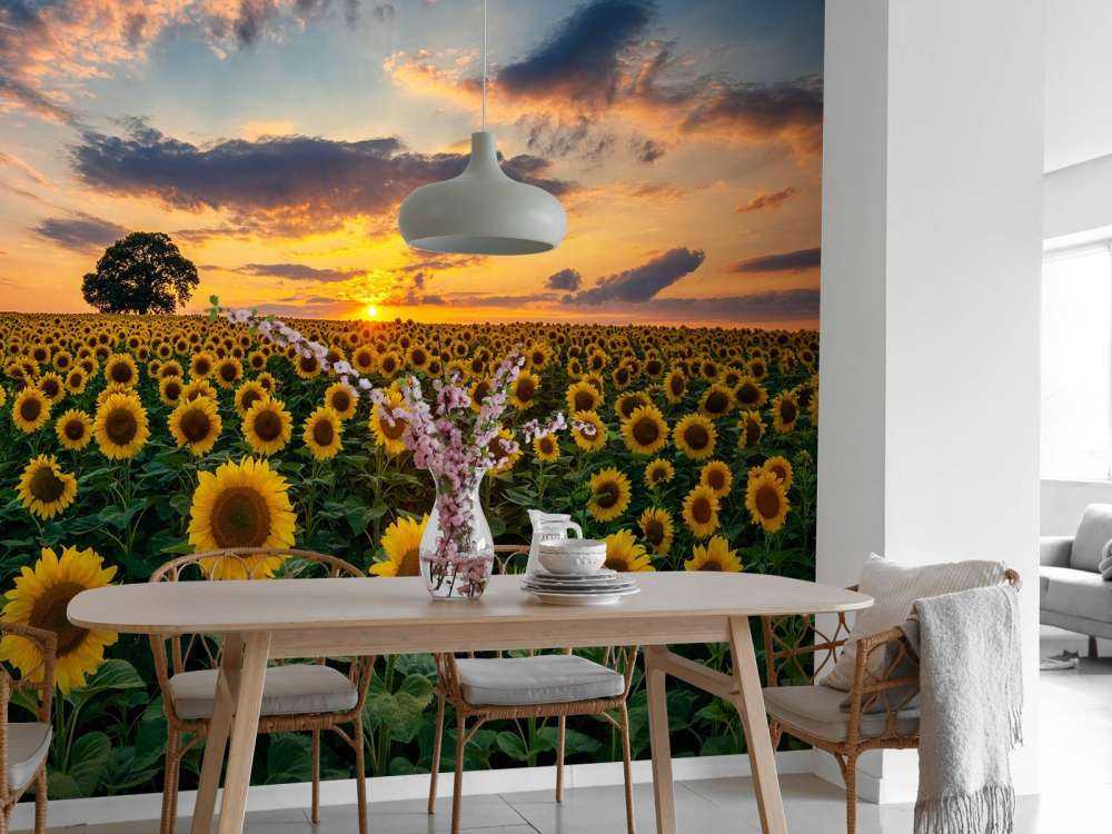 Field full of sunflowers