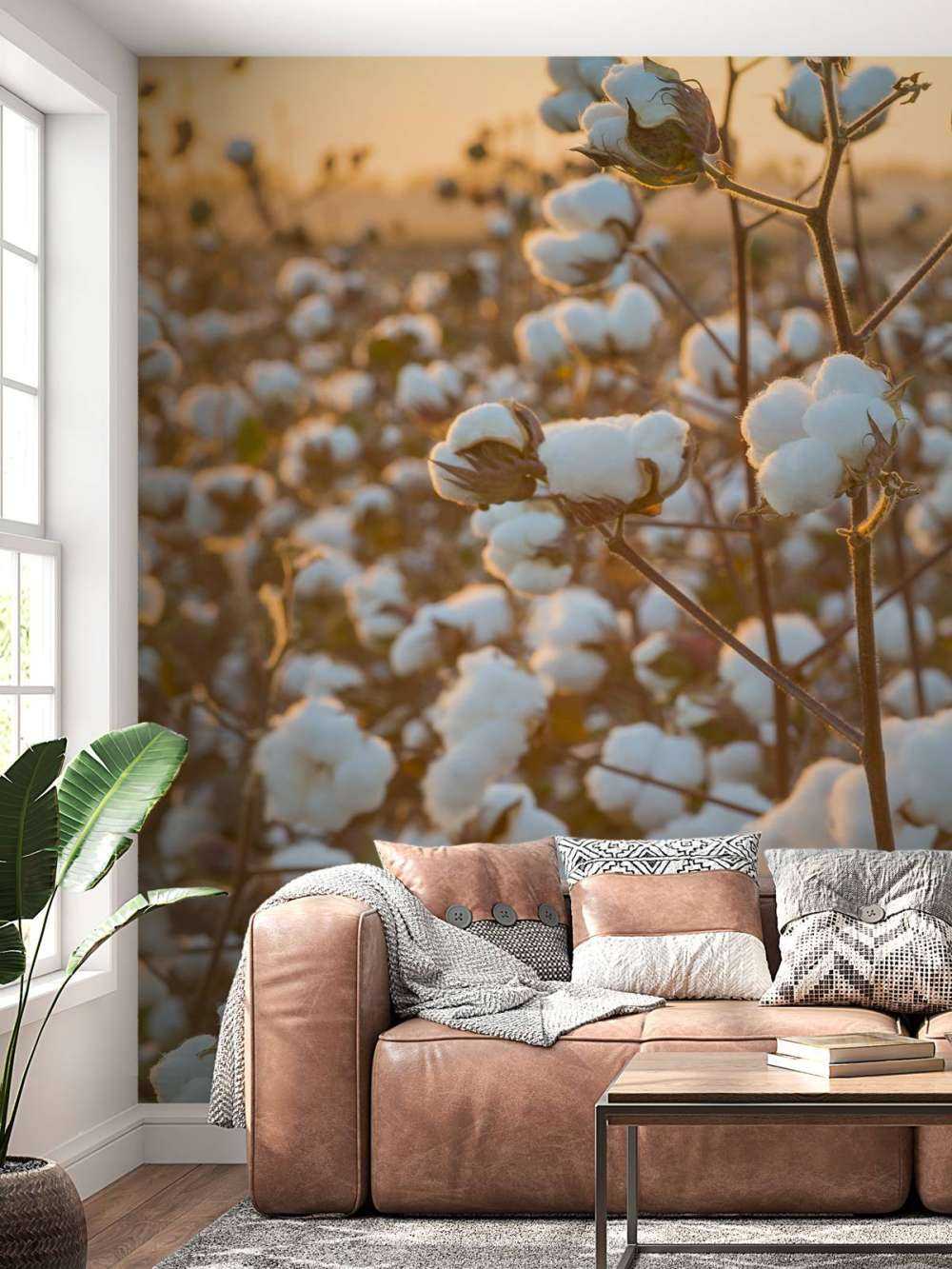 Cotton field with golden yellow sky