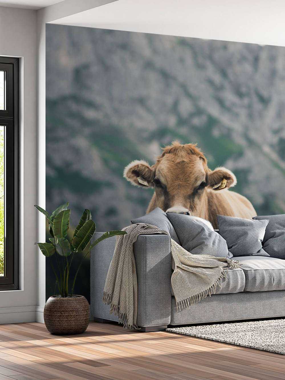 Mountain cow