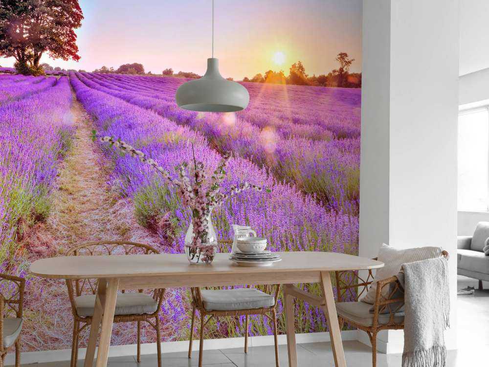 Lavender field at sunset