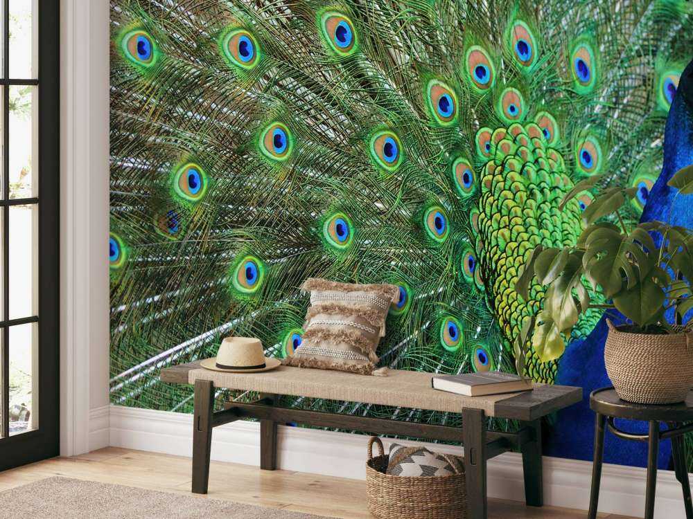Peacock