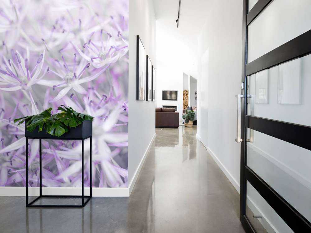 Allium flowers close-up